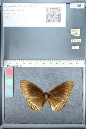 Media type: image;   Entomology 159267